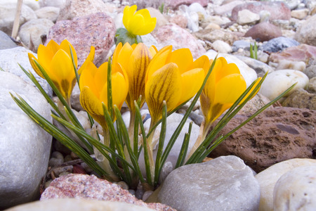 Crocuses in spring in the garden.の写真素材