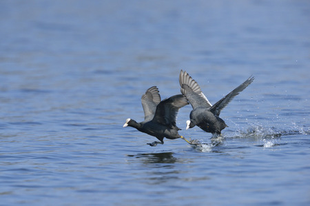Black Coot Fulica atra Eurasian Coot.の写真素材