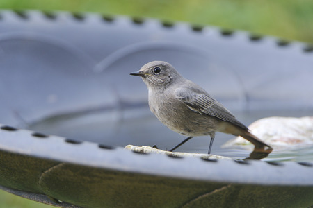 Young Black Redstart in a garden.
