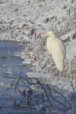 Great egret in winter on a riverの写真素材