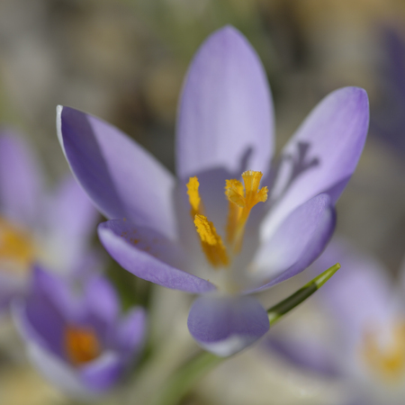 Wild crocus in the springの写真素材
