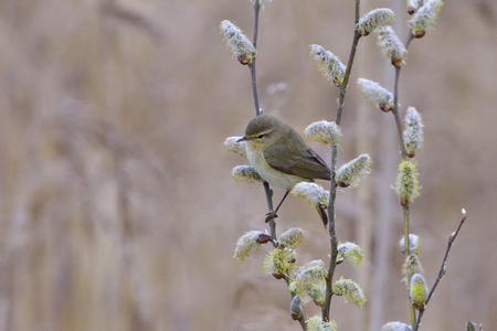 Common chiffchaff When looking for food on a willowの写真素材
