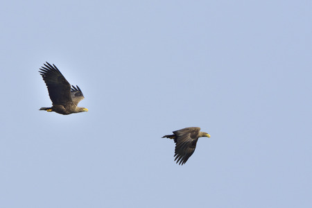 White-tailed eagle in flight