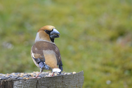 Hawfinch looking for foodの写真素材