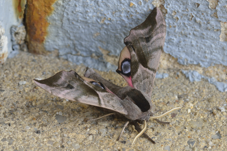 Smerinthus ocellatus, known as the eyed hawk moth,の写真素材