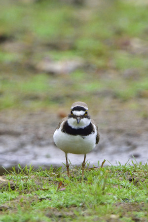 Little ringed plover in a pondの写真素材