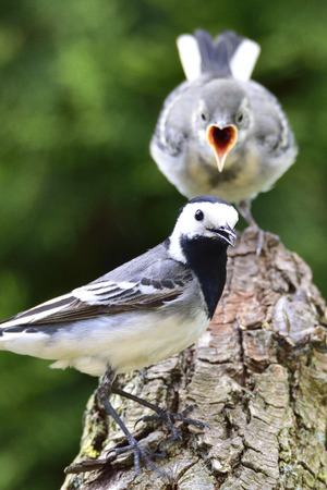 White wagtail with a childの写真素材