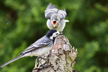 White wagtail with a childの写真素材