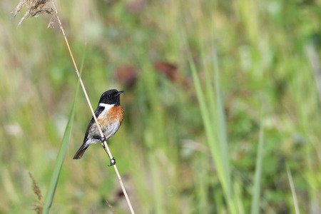 Male European stonechat in the reed