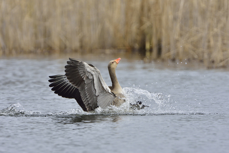 Greylag goose landing in a lakeの写真素材