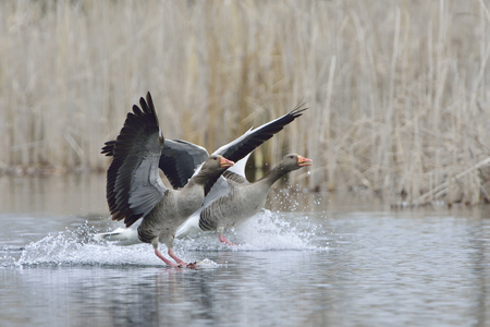 Greylag goose landing in a lakeの写真素材
