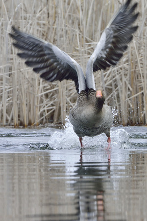 Greylag goose landing in a lakeの写真素材
