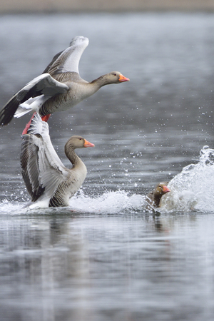 Greylag goose landing in a lakeの写真素材