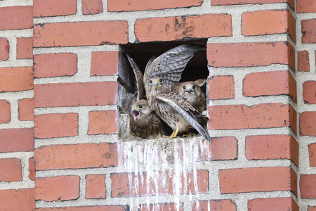 Common kestrel first flight attemptの写真素材