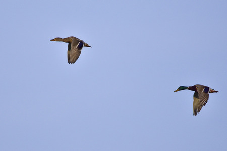 A couple mallards in flightの写真素材