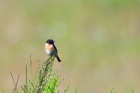 Male European stonechat in the reedの写真素材