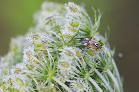 Lygus pratensis on a Daucus carota subsp. carota