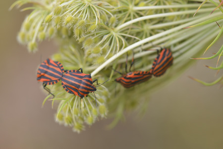 Graphosoma lineatum and Daucus carota subsp. carotaの写真素材