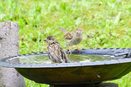 Young house sparrow in a bird bath.の写真素材