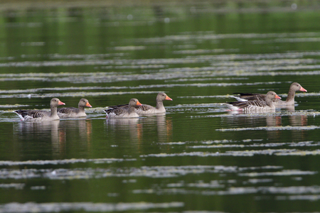 Greylag geese swimming on a lakeの写真素材
