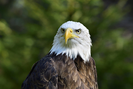 A portrait from a Bald eagle