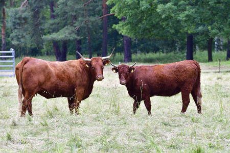 Salers cattle on a farmの写真素材