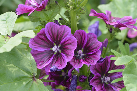 Blossom from Malva sylvestris