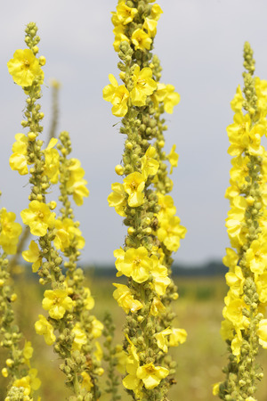 Yellow flowers from a Mullein