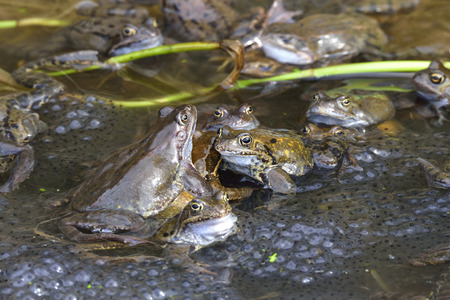 Common frog in spring in a lake