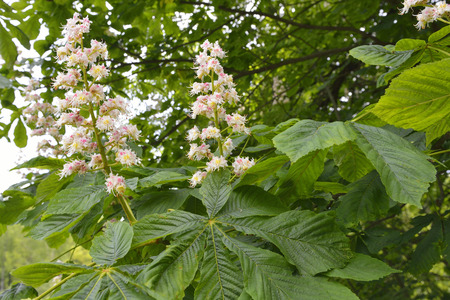 Flowers of chestnut (Aesculus hippocastanum)の写真素材