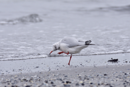 Black-headed gull walk along the beach.