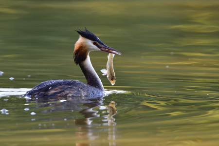 Great crested grebe fishing in a lakeの写真素材