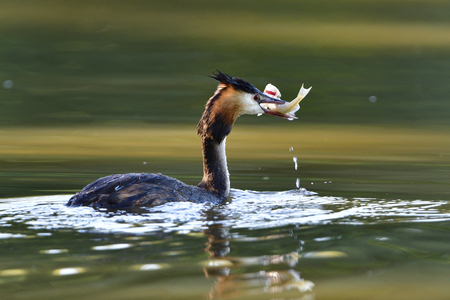 Great crested grebe fishing in a lakeの写真素材