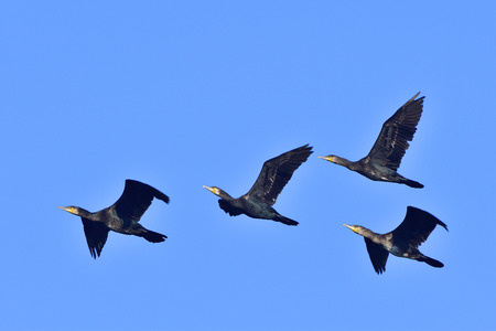 Great cormorant in flight against blue sky