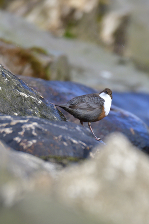 White-throated dipper in spring mating time