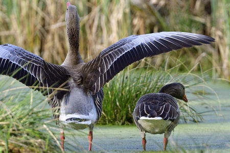 Greylag goose in the morning sun in a lake.の写真素材