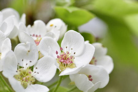 Pear blossoms on a treeの写真素材