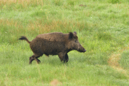 Wild boar running over a meadow in the morningの写真素材