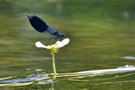 Banded demoiselle on a commonwater-crowfootの写真素材