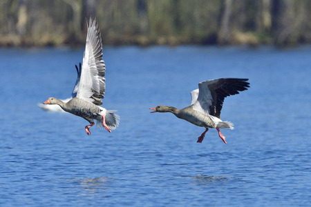 Greylag goose in fight in springの写真素材