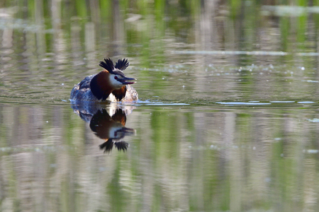 Great crested grebe swim in a lakeの写真素材