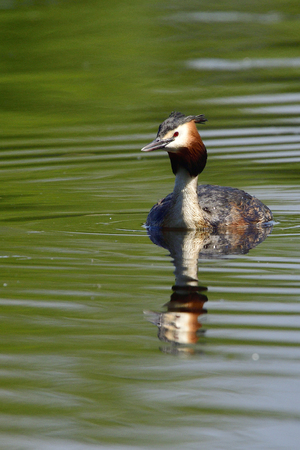 Great crested grebe swim in a lakeの写真素材