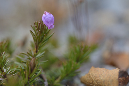 Phyllodoce caerulea. Blue Mountain-heath in swedenの写真素材