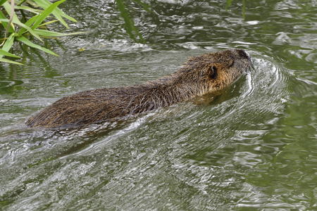 Coypu swim in a riverの写真素材