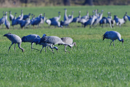 A swarm of Common crane in autumn in saxonの写真素材
