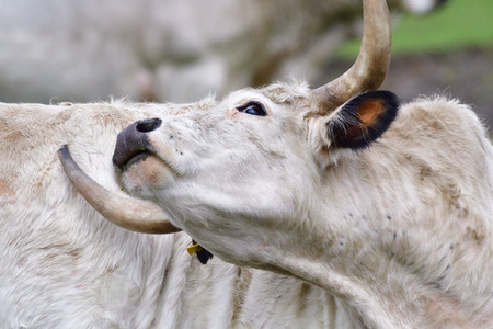 White park cattle standing on a meadow.の写真素材