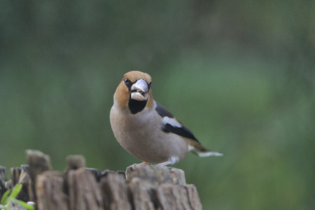 Male hawfinch looking for feed