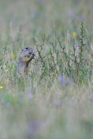 Spermophilus or Citellus on a meadowの写真素材