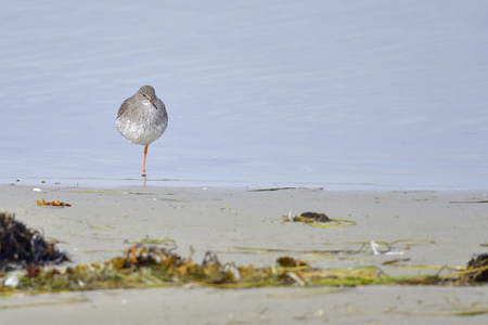 Common redshank looking for food in the baltic seaの写真素材