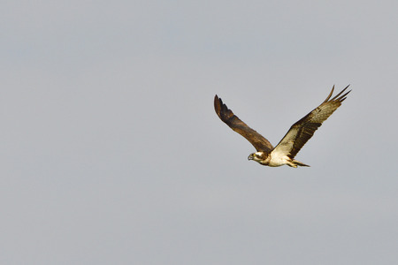 Osprey in flight when hunting in saxonの写真素材